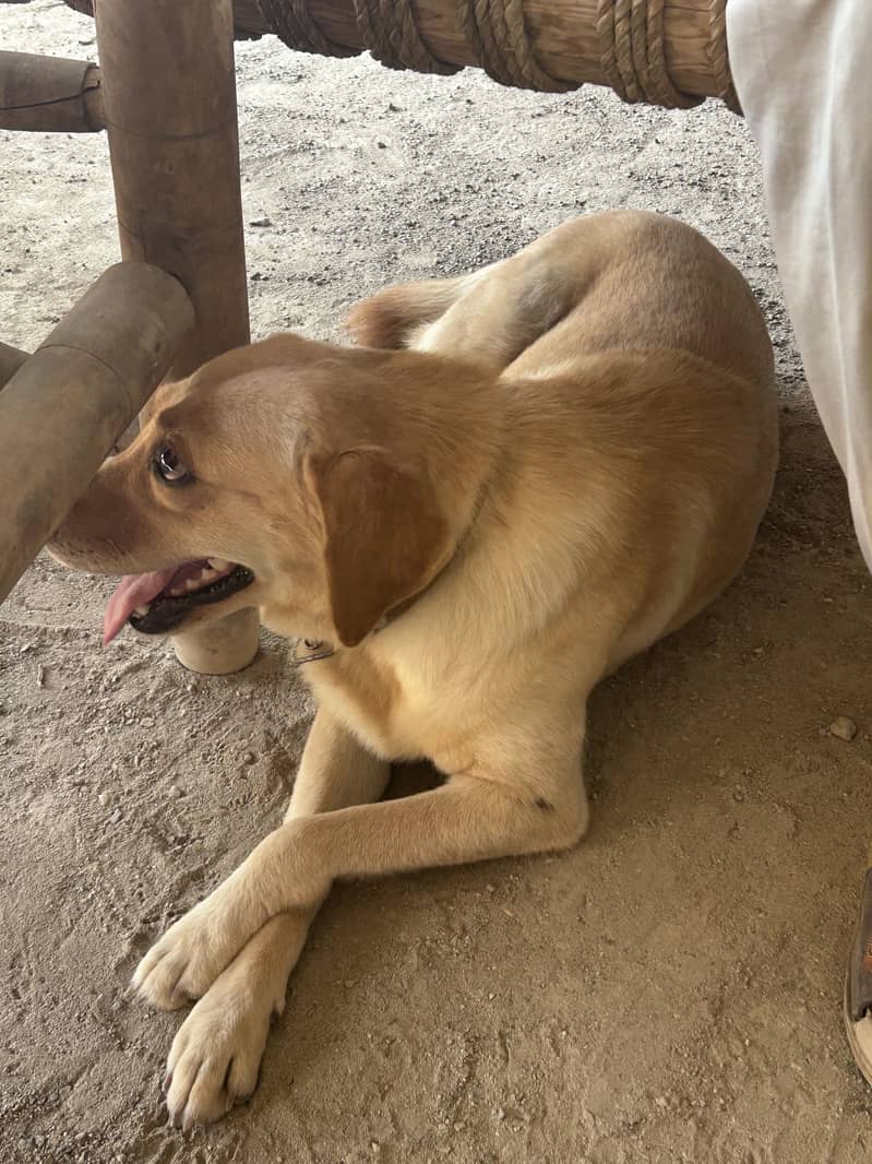 Labrador 0