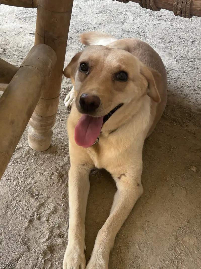 Labrador — photo 2