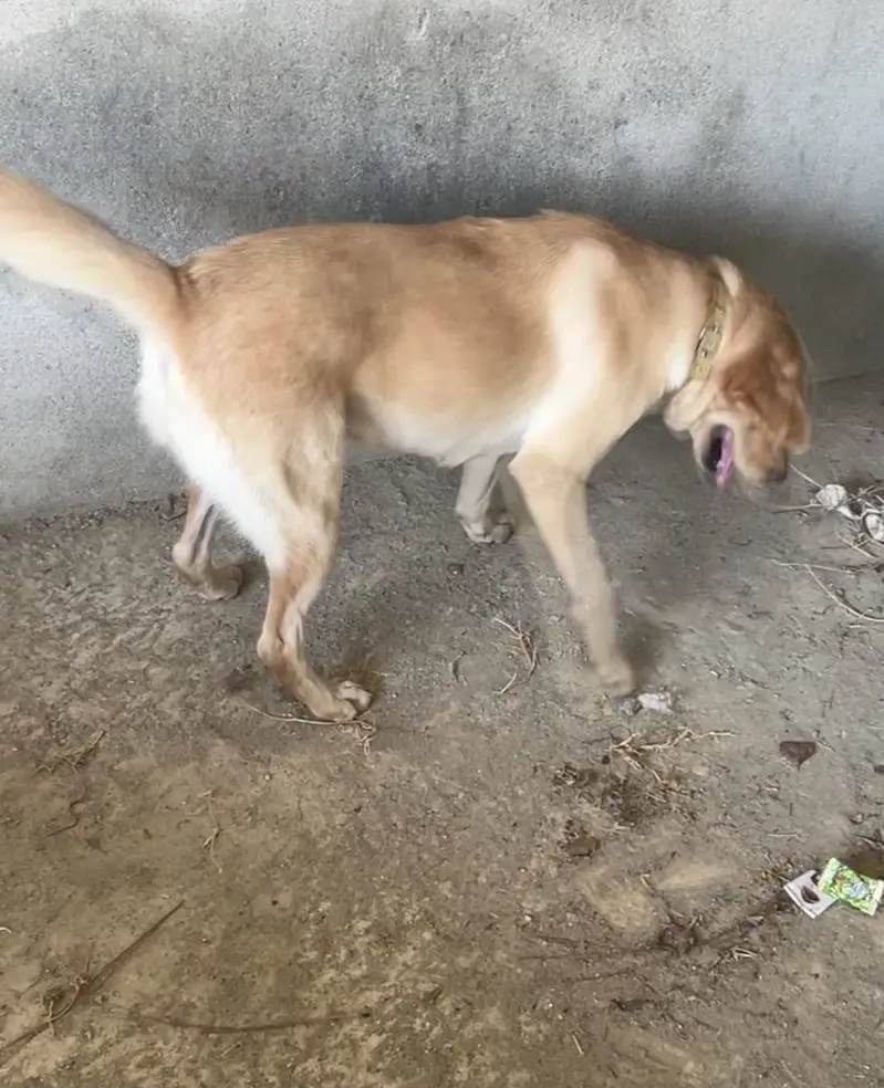 Labrador — photo 3