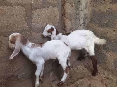 2 Bakriyan Bachon Samait + Breeder Bakra | Total 6 Janwar