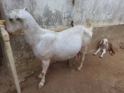 2 Bakriyan Bachon Samait or Breeder Bakra