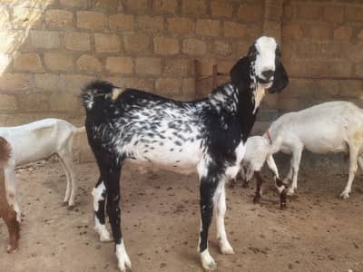 Breeder Bakra + 2 Bakriyan Bachon Samait | Total 6 Janwar