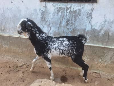 Breeder Bakra + 2 Bakriyan Bachon Samait | Total 6 Janwar