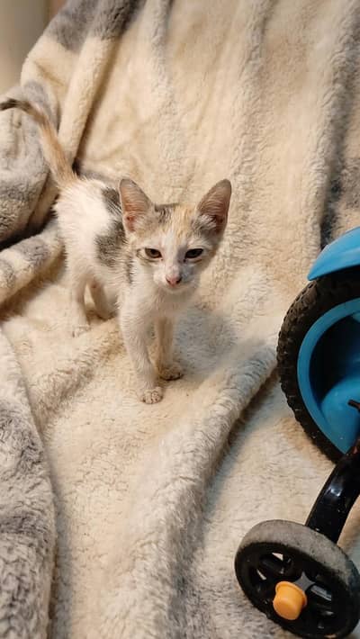 calico cat
