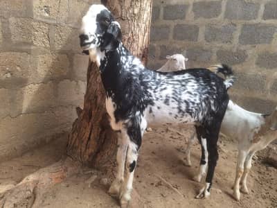 Breeder Bakra 2 Daant aur 2 Sehatmand Bakriyan Bachon Samait