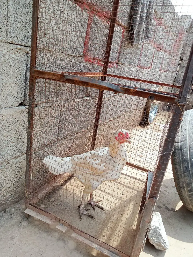 aseel morgi — photo 2