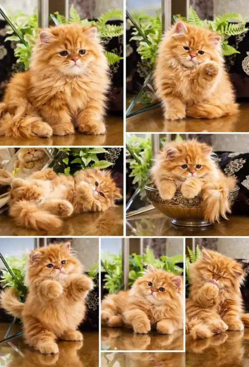persian kitten | peki/piki_triple coat | punch face|white kittens_cute — photo 2