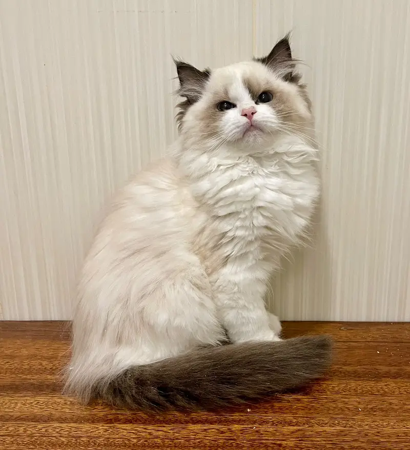 persian kitten | peki/piki_triple coat | punch face|white kittens_cute — photo 4