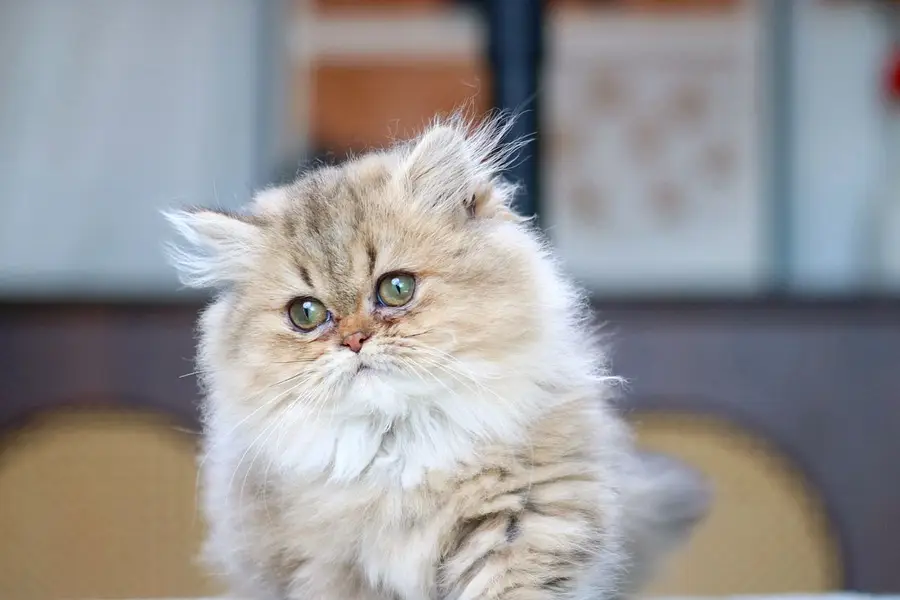 persian kitten | peki/piki_triple coat | punch face|white kittens_cute — photo 8