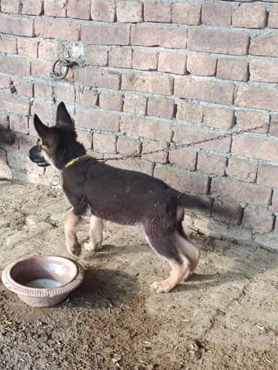 German shepherd puppies