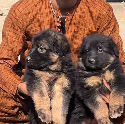German Shepherd long coat puppies available for sale