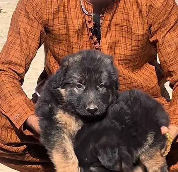 German Shepherd long coat puppies available for sale — photo 2