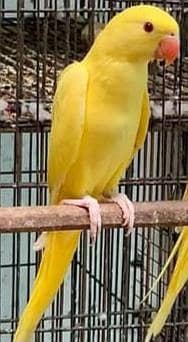 yellow self chick  for sale