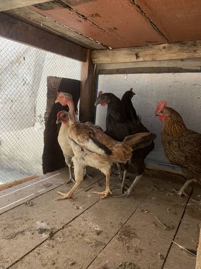5 Desi Murghiyan For Sale 