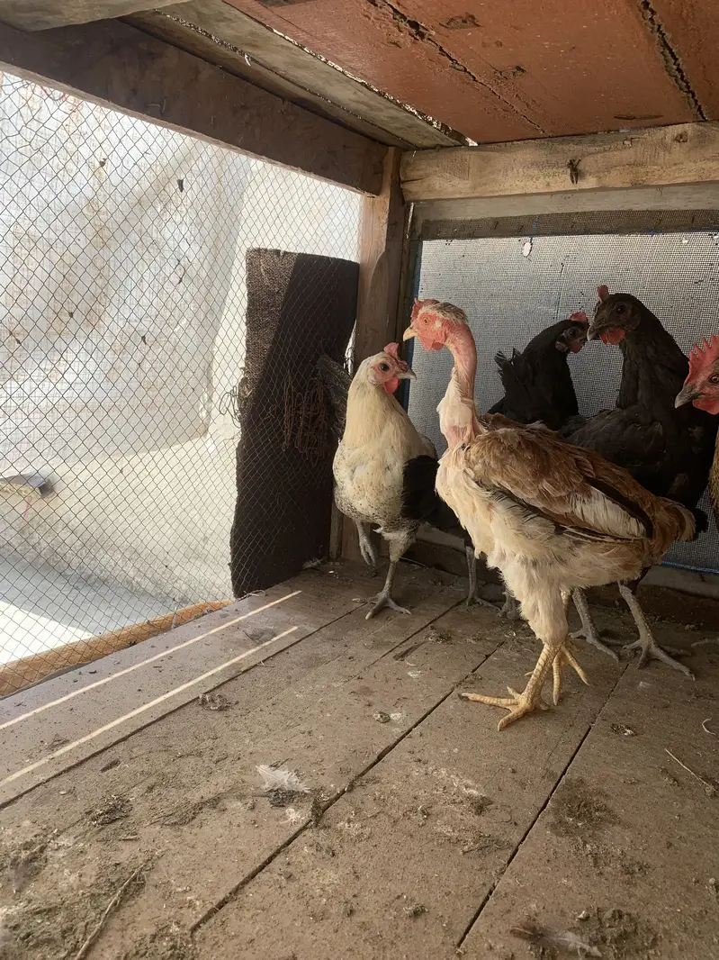 5 Desi Murghiyan For Sale  — photo 2