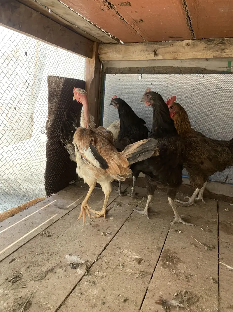 5 Desi Murghiyan For Sale  — photo 3