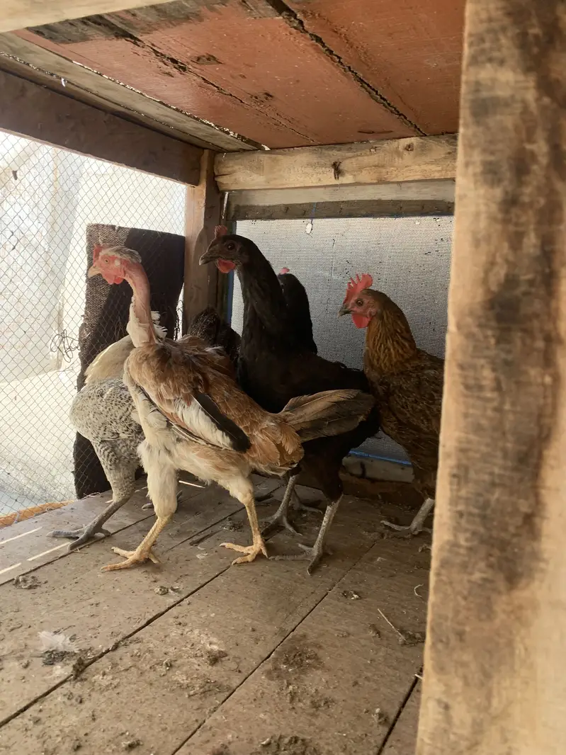 5 Desi Murghiyan For Sale  — photo 4