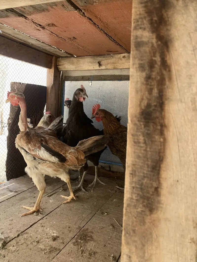 5 Desi Murghiyan For Sale  — photo 5