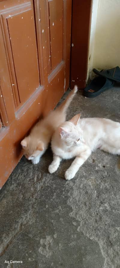 cat Russian kitten Russian and Persian cross