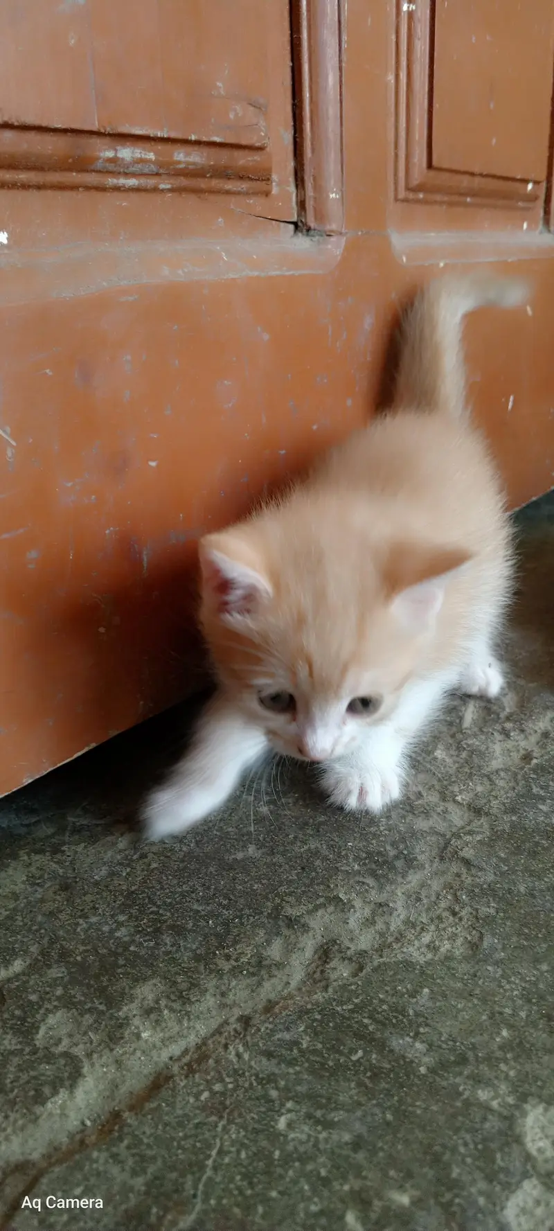 cat Russian kitten Russian and Persian cross — photo 2