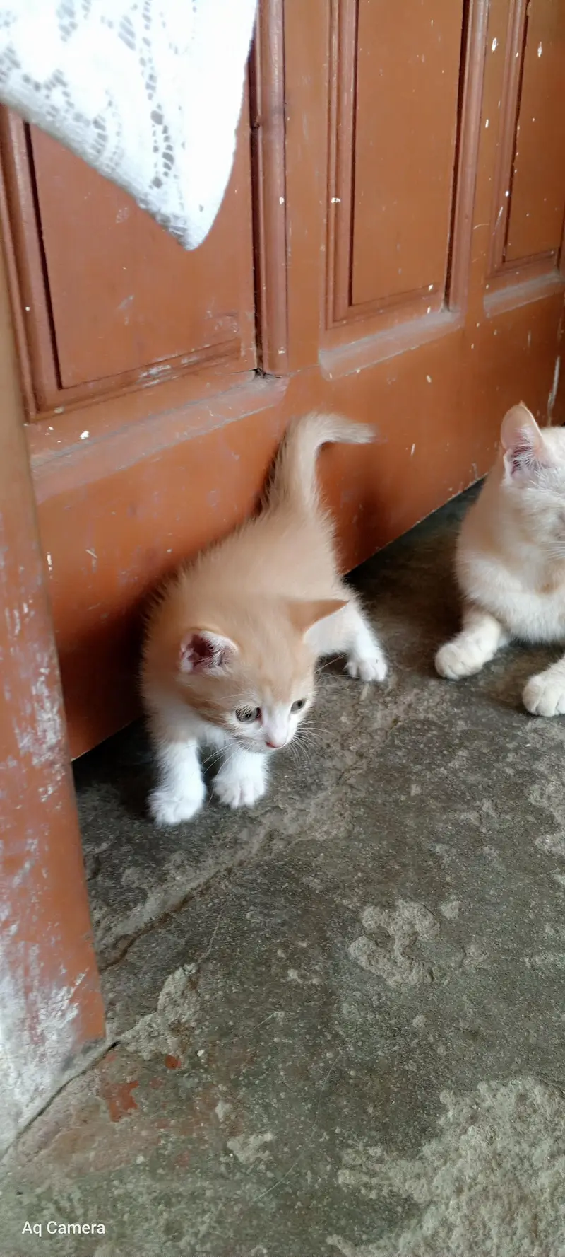 cat Russian kitten Russian and Persian cross — photo 3