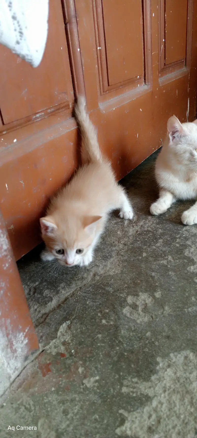 cat Russian kitten Russian and Persian cross — photo 4
