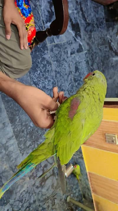 parrots tame