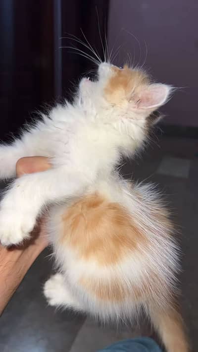 Persian triple coated