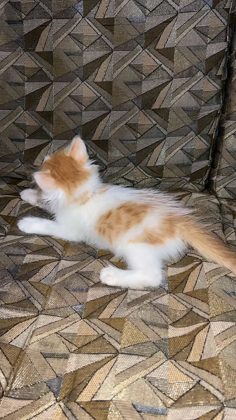 Persian triple coated — photo 2