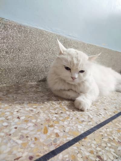 Persian cats