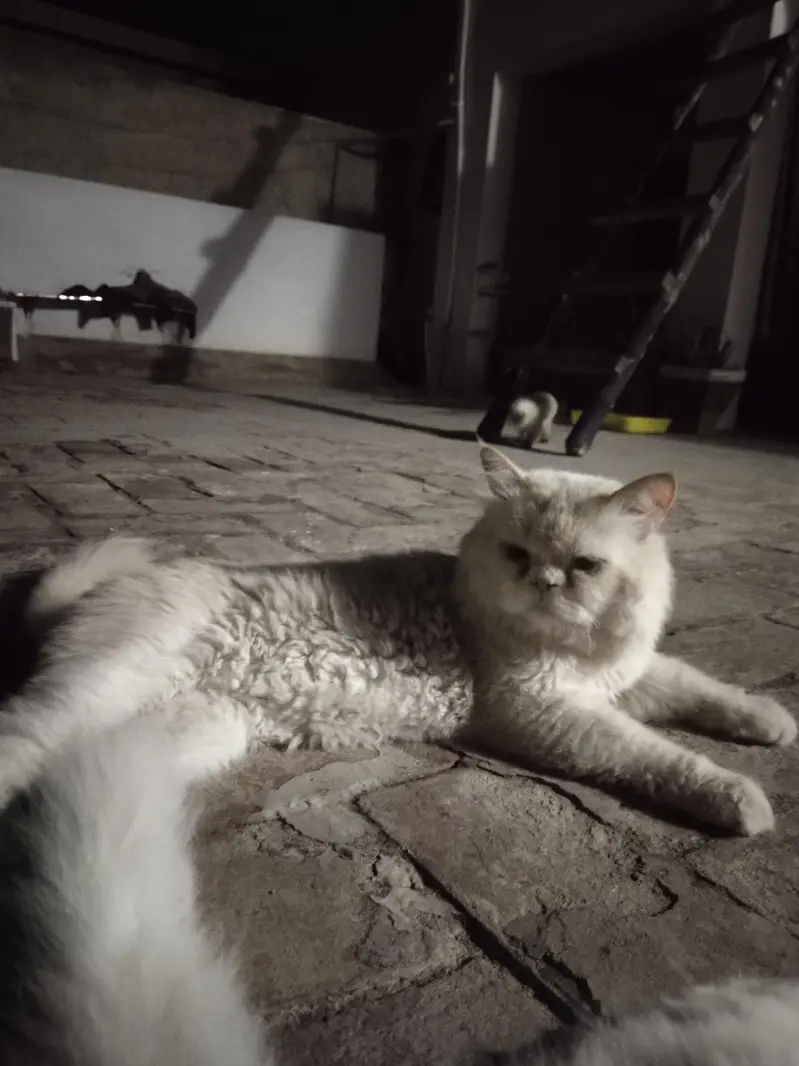Persian cats — photo 2