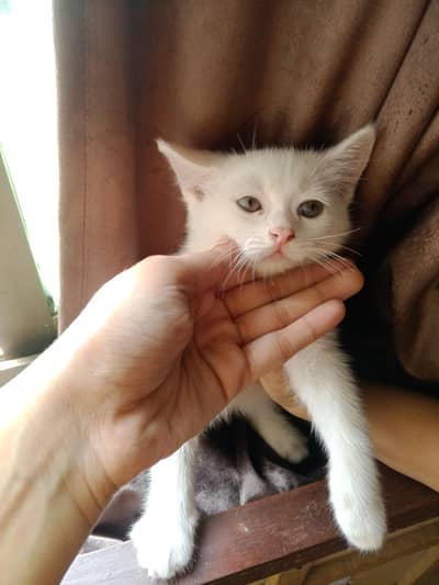 Persian cat