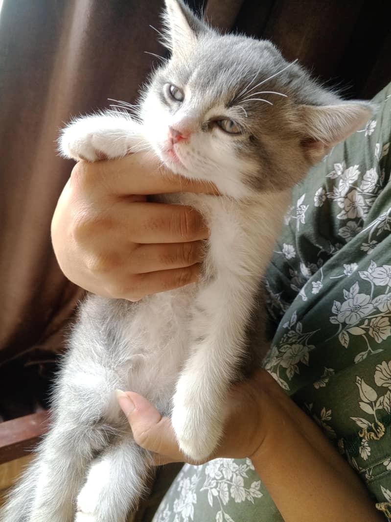 Persian cat 0