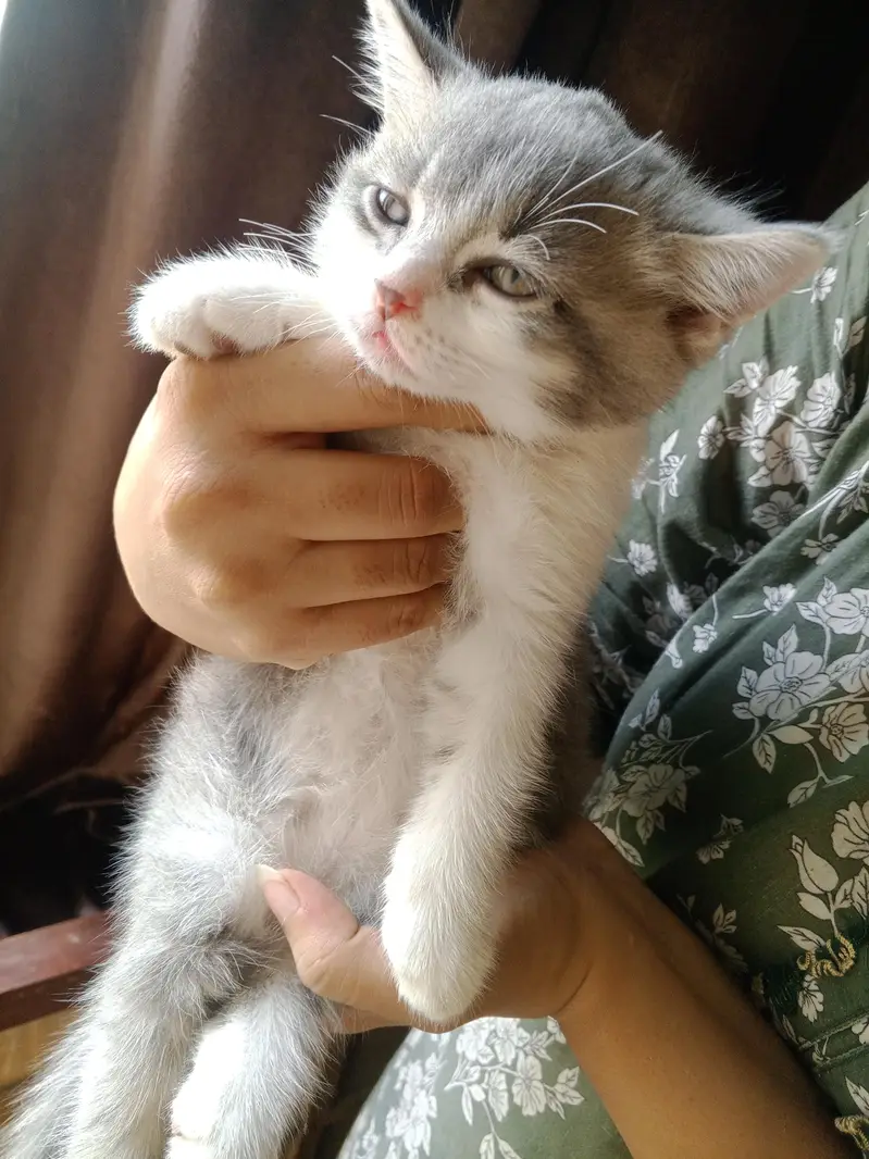 Persian cat — photo 2
