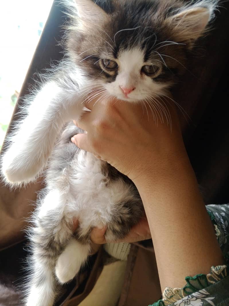Persian cat 1