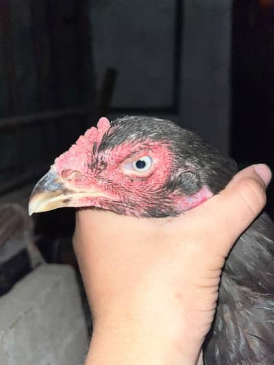 high quality breeder mhuski madi avb