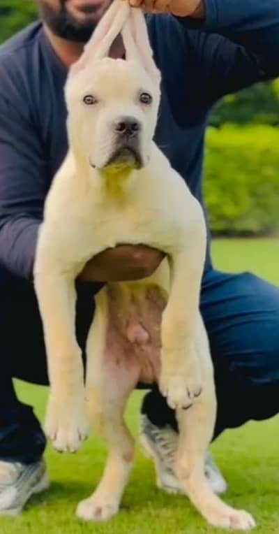 cane corso puppies/dog/puppy