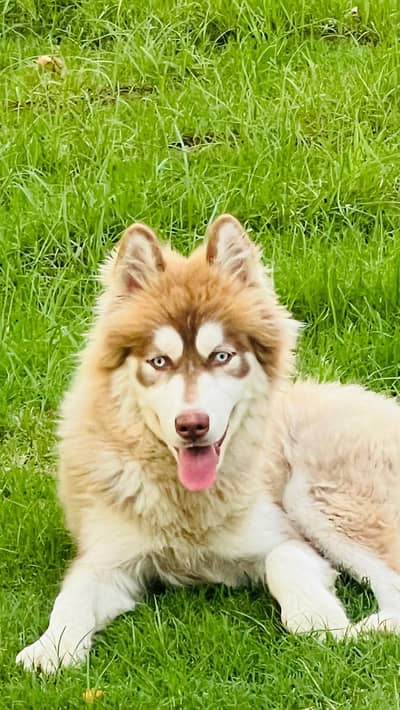 Husky available good quality