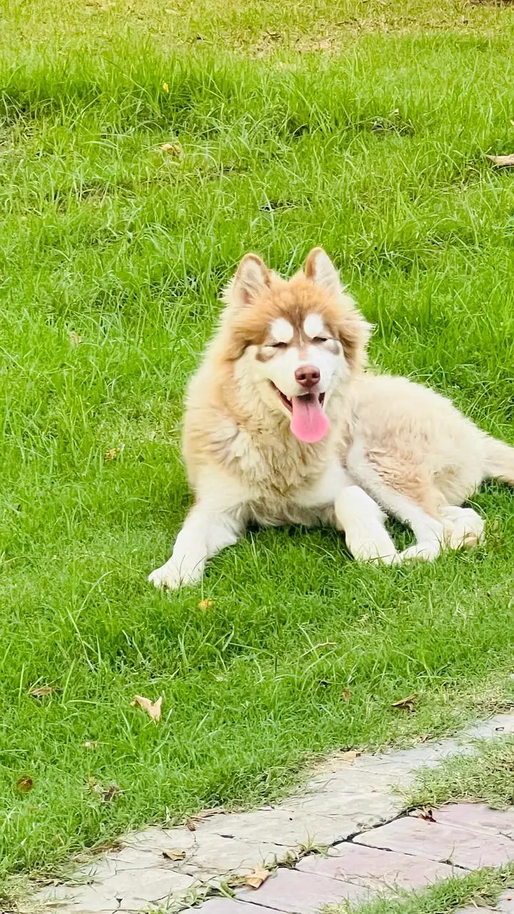 Husky available good quality — photo 2