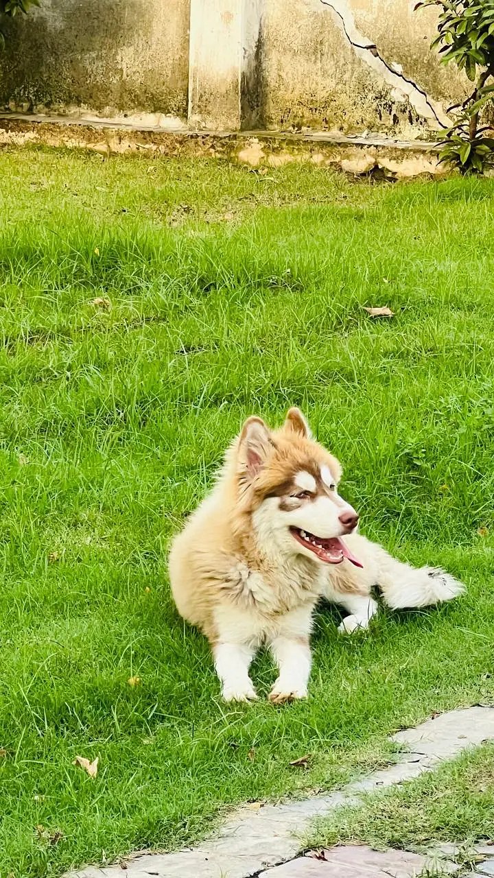 Husky available good quality — photo 3