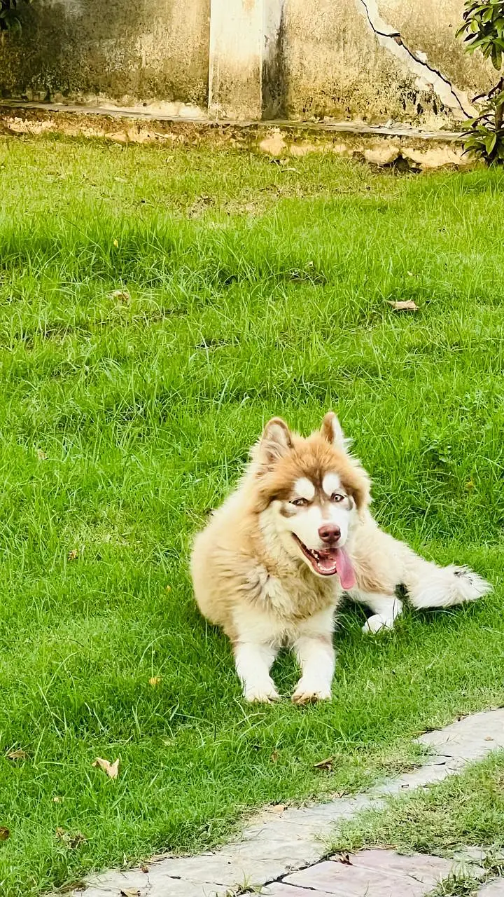 Husky available good quality — photo 4