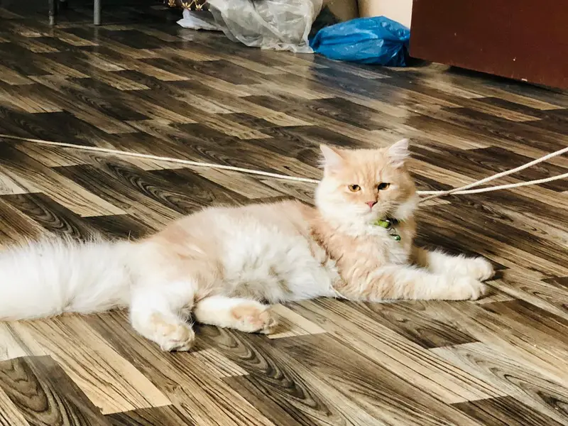 Persian Kitten Pair Light Brown — photo 2