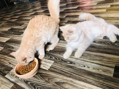 Persian Kitten Pair Light Brown