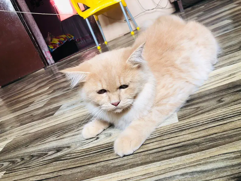 Persian Kitten Pair Light Brown — photo 4