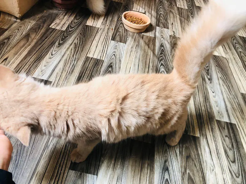 Persian Kitten Pair Light Brown — photo 5