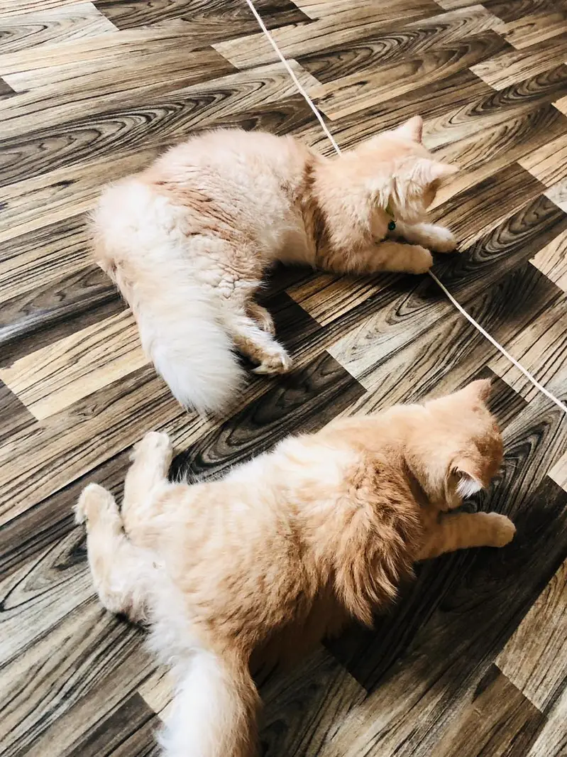 Persian Kitten Pair Light Brown — photo 6