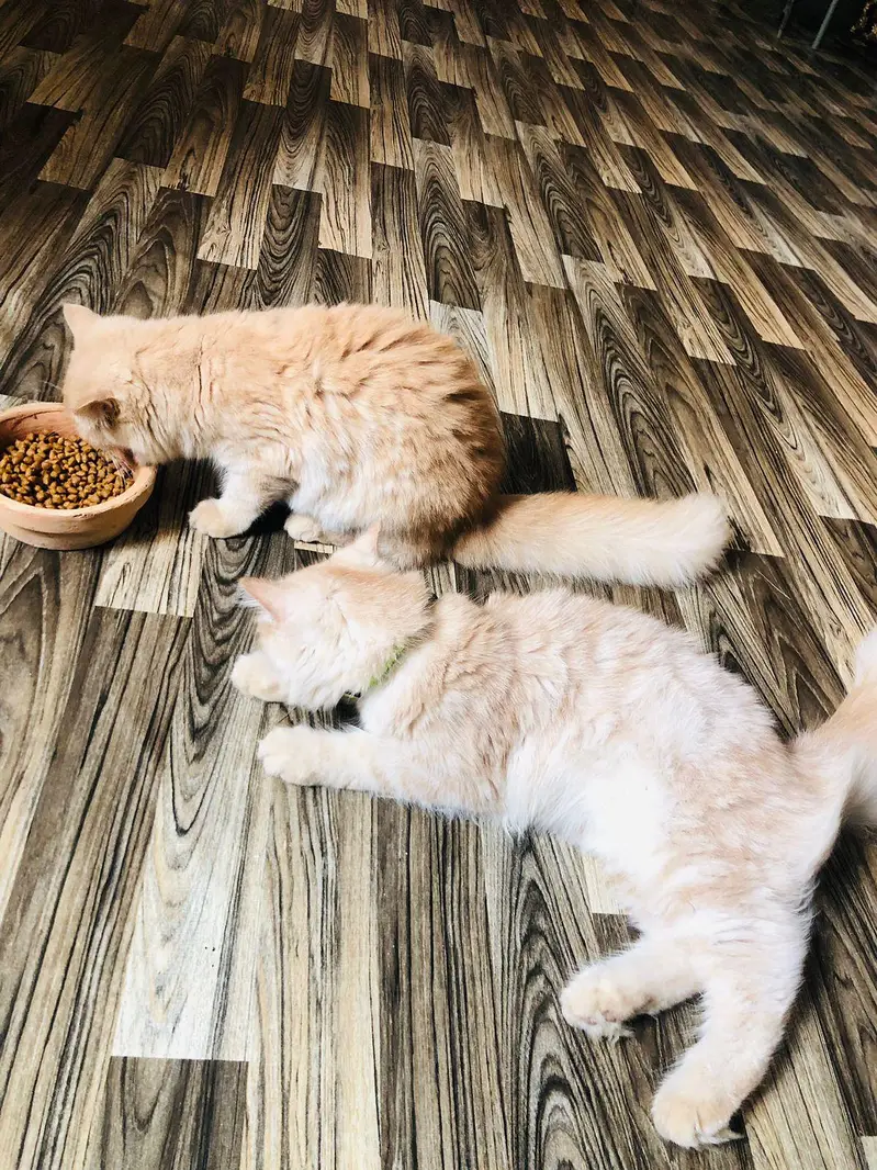 Persian Kitten Pair Light Brown — photo 7
