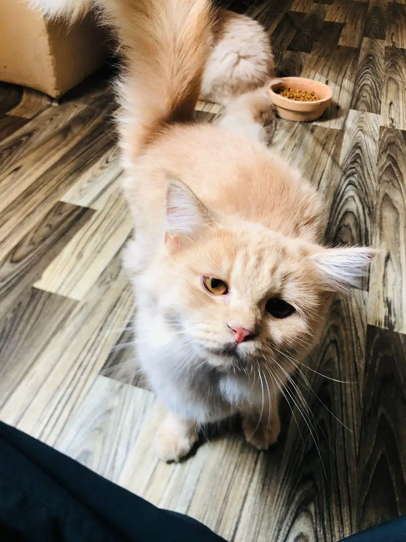 Persian Kitten Pair Light Brown — photo 8