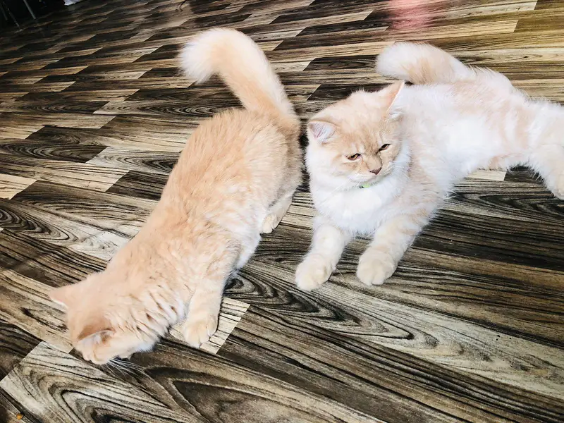 Persian Kitten Pair Light Brown — photo 9