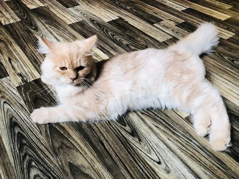 Persian Kitten Pair Light Brown — photo 10
